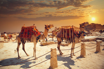 Oasi Safari di Siwa